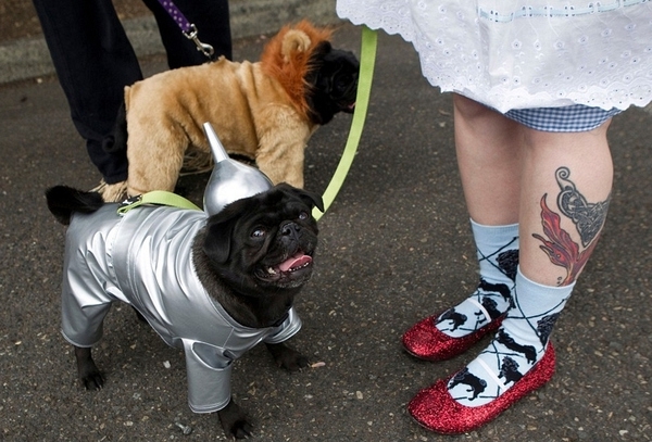 The Coolest Pug Outfits EVER