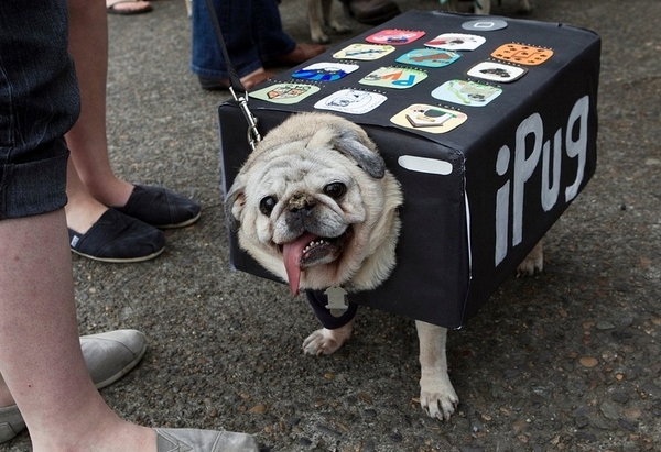 The Coolest Pug Outfits EVER