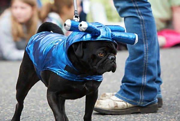 The Coolest Pug Outfits EVER