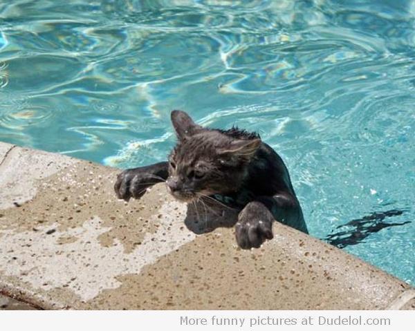Swim for Your Life, Cat!