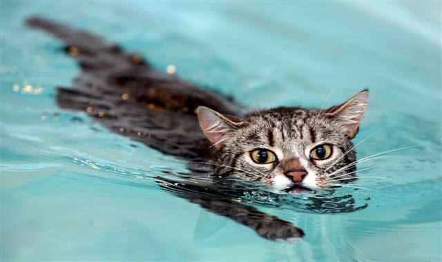Swim for Your Life, Cat!