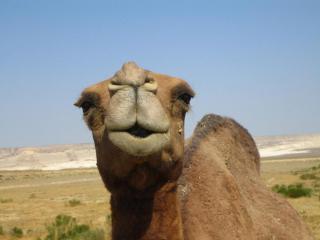 Camels on Drugs