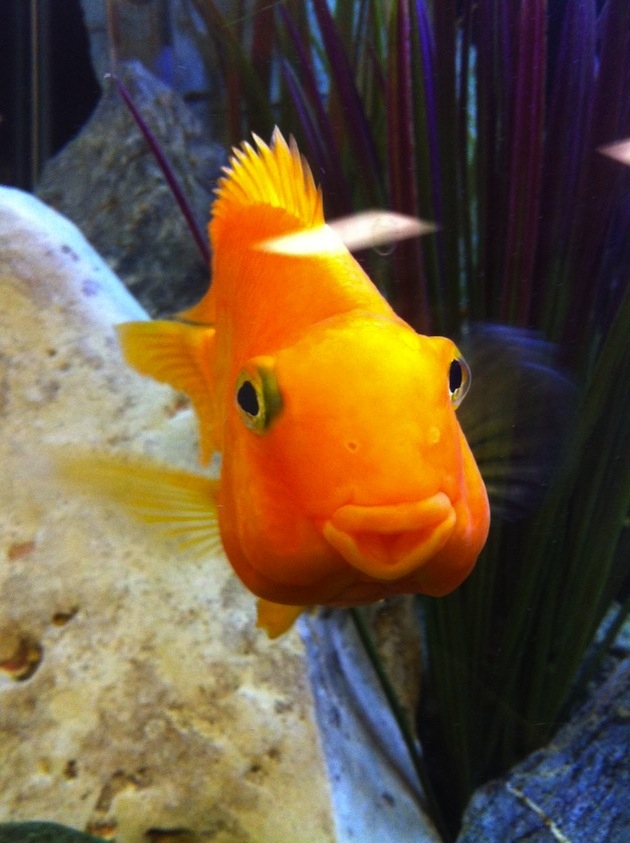  Funniest Fish on the Web