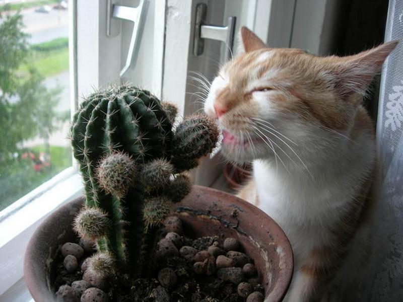 Cats and Cactuses 