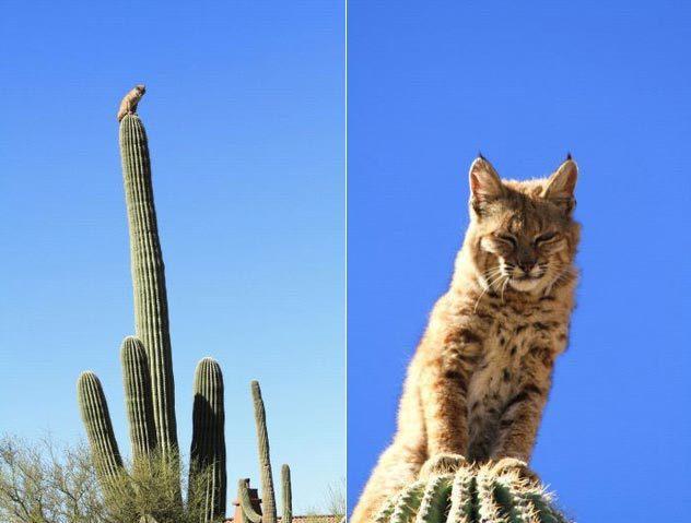 Cats and Cactuses 