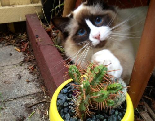Cats and Cactuses 
