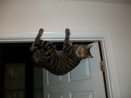 For Cats a Door = Bed
