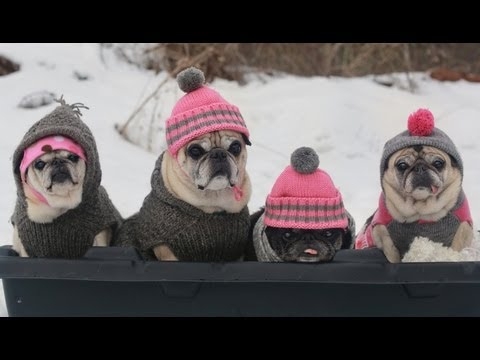 Pugs Sledding Party Video Is Too Cute 