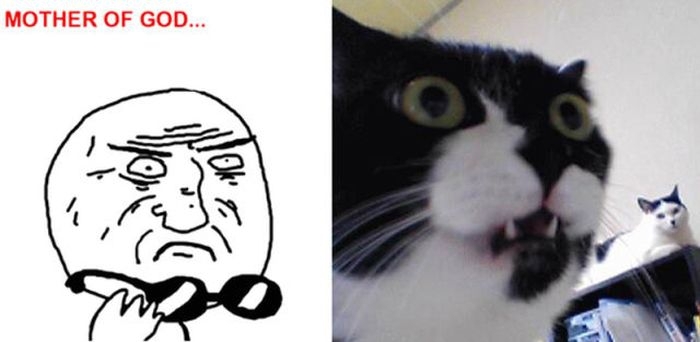 Cats As Rage Faces