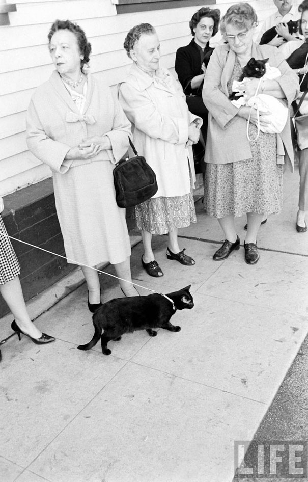 Black Cat Auditions in Hollywood (1961)