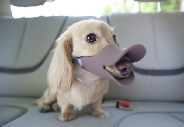 Quack: A Duck-Billed Protective Muzzle For Dogs