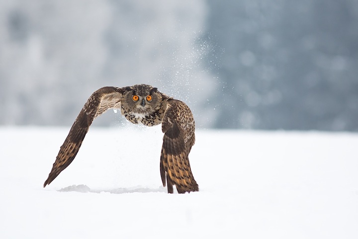 Magnificent Photos of Owls in Flight