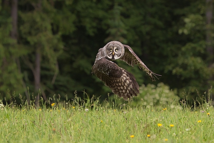 Magnificent Photos of Owls in Flight