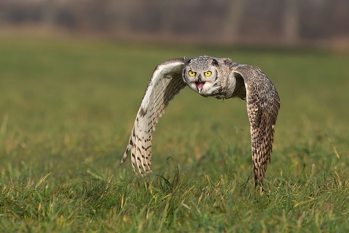 Magnificent Photos of Owls in Flight