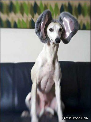 Dogs with Funny Ears