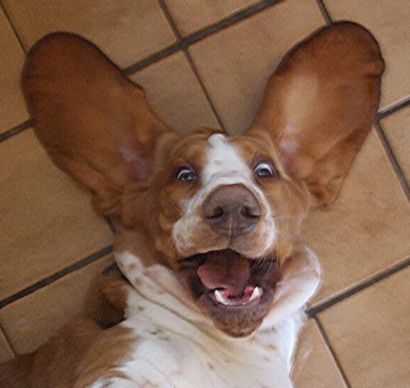 Dogs with Funny Ears