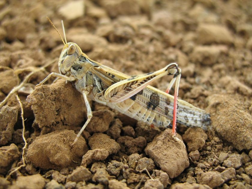 Huge Swarms Of Locusts Are Taking Over Israel!