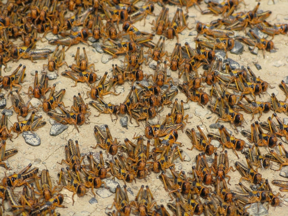 Huge Swarms Of Locusts Are Taking Over Israel!