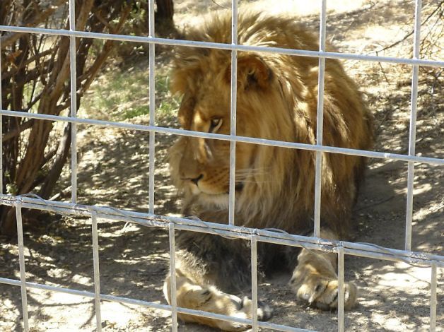 Lion Kills An Intern At The San Francisco Cat Haven.
