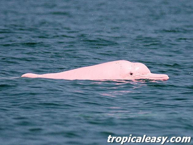 Dolphin Albino 