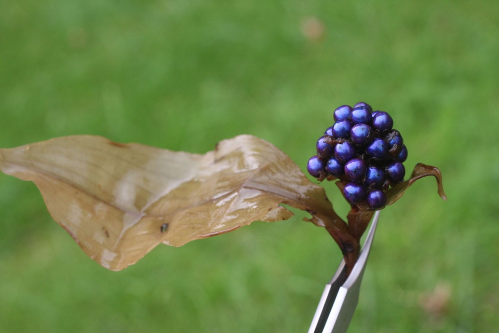 World's Most Intenesly Colored Fruit.