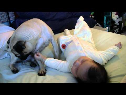 Who Is Cuter The Pug Or The Baby (cute video) Who Is Cuter The Pug Or The Baby (cute video)