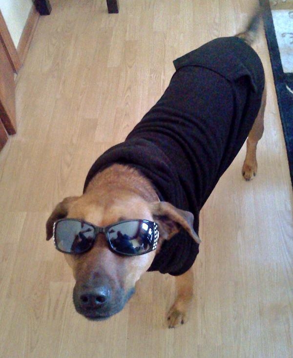Coolest Dogs In Awesome Hoodies!