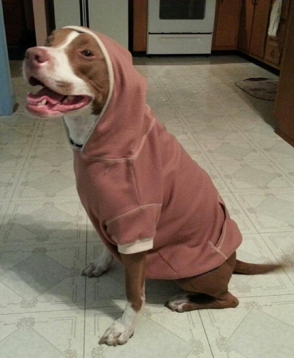 Coolest Dogs In Awesome Hoodies!