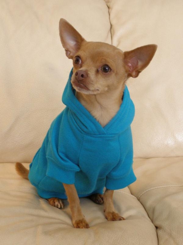 Coolest Dogs In Awesome Hoodies!