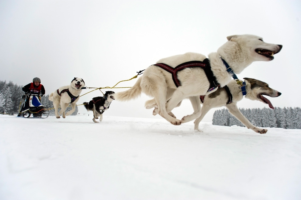 A Little Bit About Sled Dogs.