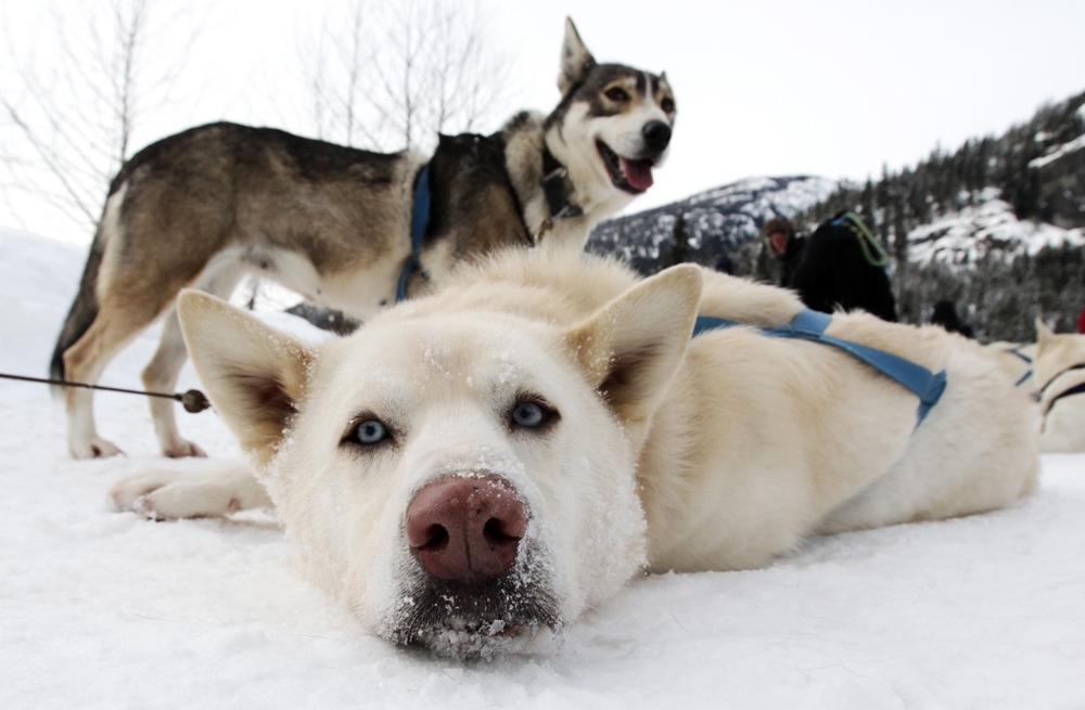 A Little Bit About Sled Dogs.
