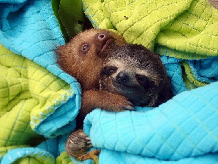 Lets Get Inspired With These Beyond Adorable Cuddling Animals!