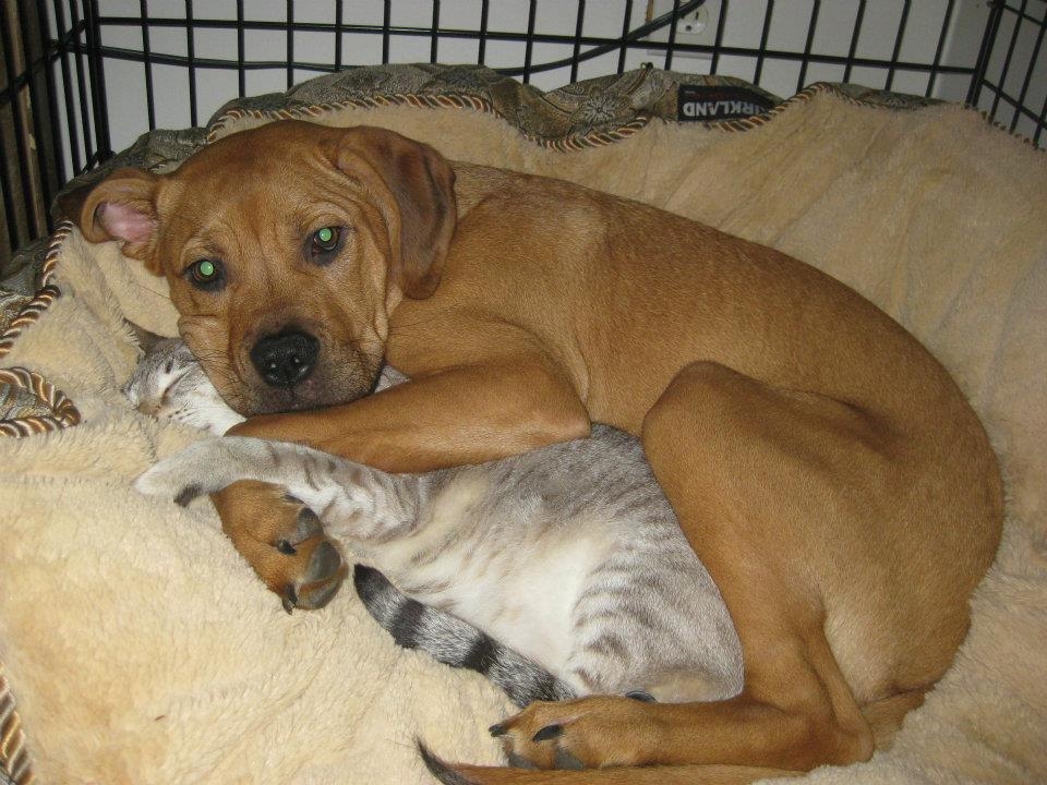 Lets Get Inspired With These Beyond Adorable Cuddling Animals!