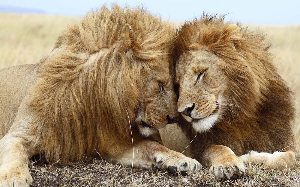 Lets Get Inspired With These Beyond Adorable Cuddling Animals!