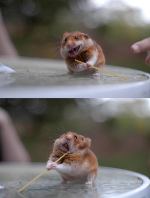 The Many Faces Of Hamsters!