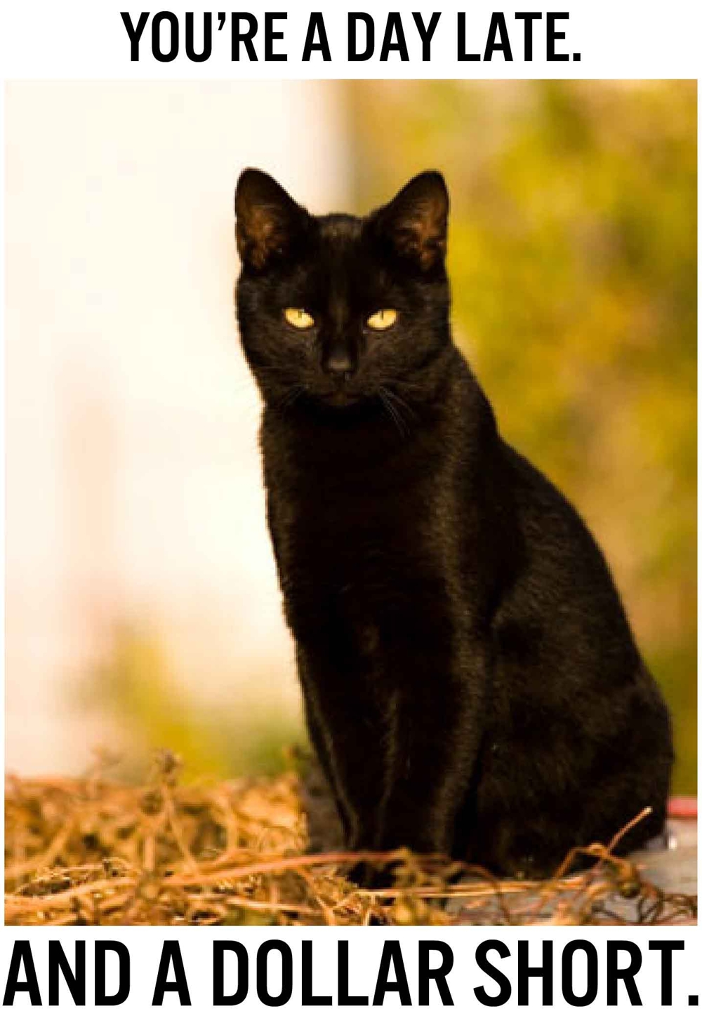 The History And Creepy Images Of Black Cats. Warning: Some are pretty disturbing!