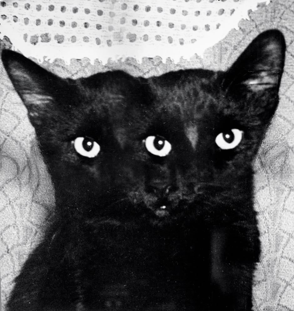 The History And Creepy Images Of Black Cats. Warning: Some are pretty disturbing!