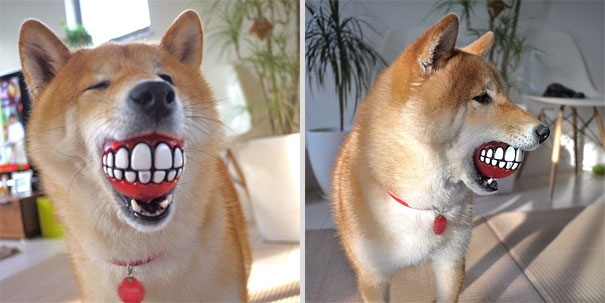 Funny Fetch Ball Gives Your Dog a Hilarious Grin