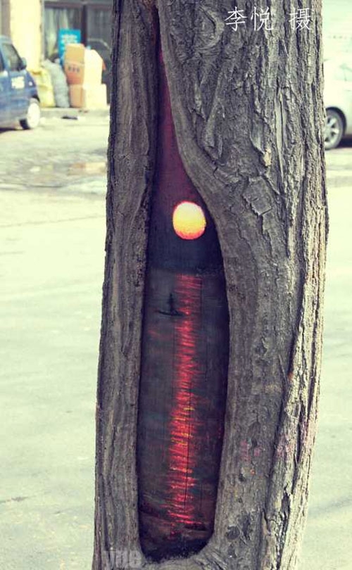 Painter Turns Tree Holes into Works of Art 