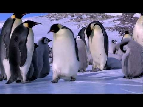 Penguin Fails, Funny Penguin Bloopers (Video)  