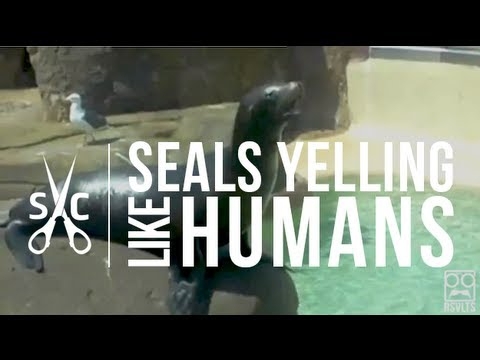 Seals Yelling Like Humans (video) 
