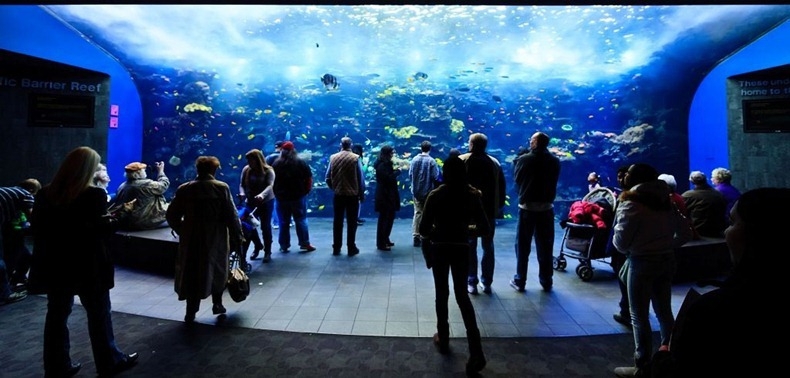Georgia Aquarium: The Largest Aquarium in the World