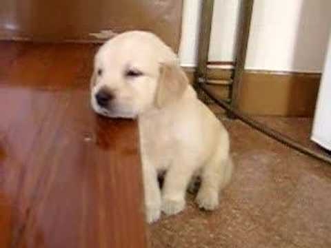 Adorable Golden Retriever Puppy falling Asleep (video) 