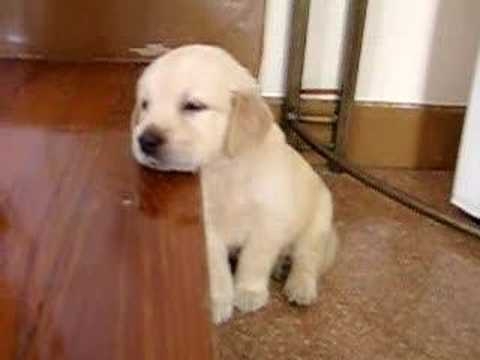 Adorable Golden Retriever Puppy falling Asleep (video) Adorable Golden Retriever Puppy falling Asleep (video)