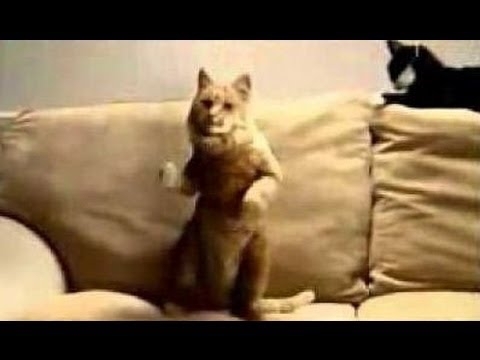 Dancing Cat's Compilation! (video) 