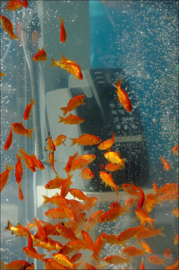 A One-of-a-kind Public Phone Booth Aquarium