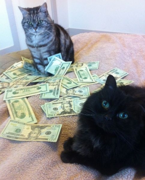 A Few Very Wealthy Cats 