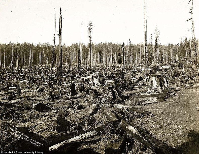 The Lumberjacks Who Felled California’s Giant Redwoods 