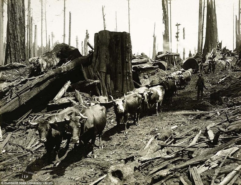 The Lumberjacks Who Felled California’s Giant Redwoods 