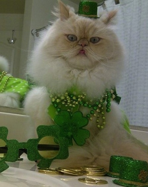 These Cats Are Ready For St. Patrick's Day